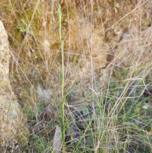 Bunochilus sp. at Tidbinbilla Nature Reserve - 27 May 2024