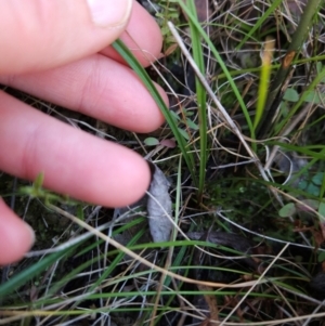 Thelymitra sp. at Tidbinbilla Nature Reserve - 27 May 2024