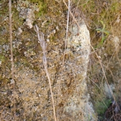 Thelymitra sp. at Tidbinbilla Nature Reserve - suppressed