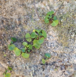 Viola hederacea at Tidbinbilla Nature Reserve - 27 May 2024