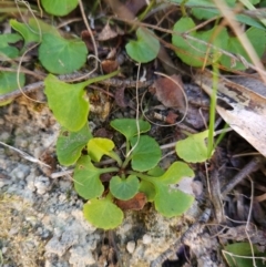 Viola hederacea at Tidbinbilla Nature Reserve - 27 May 2024