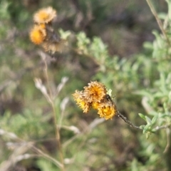 Chrysocephalum semipapposum (Clustered Everlasting) at Hawker, ACT - 25 May 2024 by sangio7