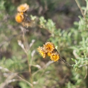 Chrysocephalum semipapposum at The Pinnacle - 25 May 2024