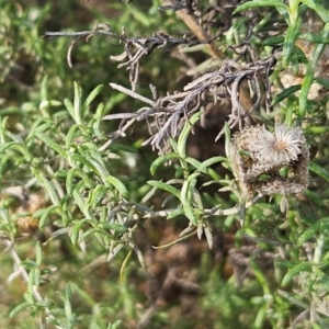 Chrysocephalum semipapposum at The Pinnacle - 25 May 2024