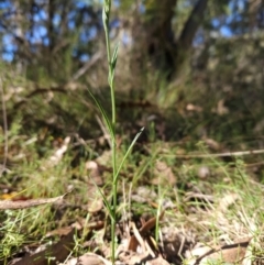 Bunochilus sp. (Leafy Greenhood) at Tidbinbilla Nature Reserve - 27 May 2024 by BethanyDunne