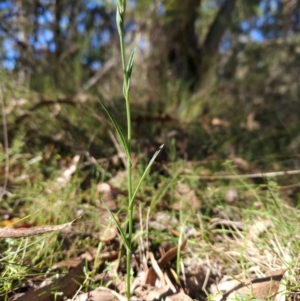 Bunochilus sp. at Tidbinbilla Nature Reserve - suppressed