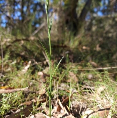 Bunochilus sp. (Leafy Greenhood) at Tidbinbilla Nature Reserve - 27 May 2024 by BethanyDunne