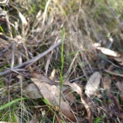 Bunochilus sp. (Leafy Greenhood) at Paddys River, ACT - 27 May 2024 by BethanyDunne