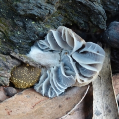 Unidentified Cap on a stem; gills below cap [mushrooms or mushroom-like] at QPRC LGA - 25 May 2024 by RobG1