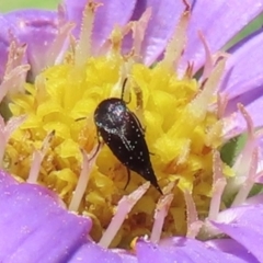 Mordellidae (family) (Unidentified pintail or tumbling flower beetle) at Mount Clear, ACT - 30 Dec 2023 by RobParnell