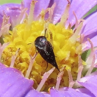 Mordellidae (family) (Unidentified pintail or tumbling flower beetle) at Mount Clear, ACT - 30 Dec 2023 by RobParnell