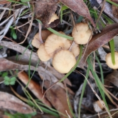 Laccaria sp. (Laccaria) at Mongarlowe, NSW - 27 May 2024 by LisaH