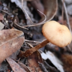 Laccaria sp. at QPRC LGA - suppressed