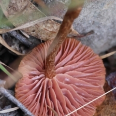 Laccaria sp. at QPRC LGA - 27 May 2024