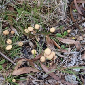 Laccaria sp. at QPRC LGA - suppressed