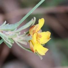 Hibbertia obtusifolia (Grey Guinea-flower) at suppressed - 27 May 2024 by LisaH