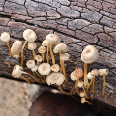 Mycena sp. (genus) (Mycena) at QPRC LGA - 27 May 2024 by LisaH