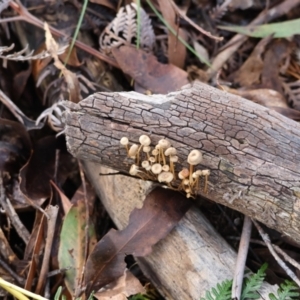 Mycena sp. at QPRC LGA - 27 May 2024