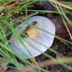 Cortinarius rotundisporus (Elegant Blue Webcap) at Mongarlowe, NSW - 27 May 2024 by LisaH