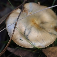 Cortinarius rotundisporus at QPRC LGA - 27 May 2024