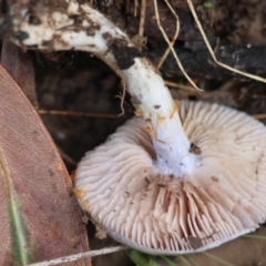 Cortinarius rotundisporus at QPRC LGA - 27 May 2024