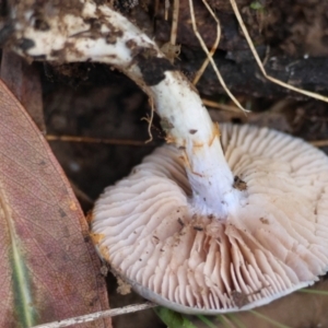 Cortinarius rotundisporus at QPRC LGA - 27 May 2024