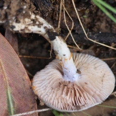 Cortinarius rotundisporus at QPRC LGA - 27 May 2024