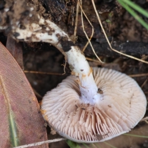 Cortinarius rotundisporus at QPRC LGA - 27 May 2024