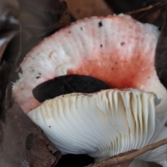 Russula sp. (Russula) at Mongarlowe, NSW - 27 May 2024 by LisaH