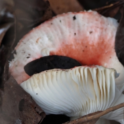 Russula sp. (Russula) at Mongarlowe River - 27 May 2024 by LisaH