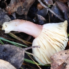 Russula sp. (genus) at QPRC LGA - 27 May 2024