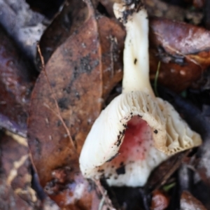 Russula sp. (genus) at QPRC LGA - 27 May 2024