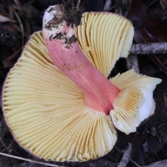 Russula sp. (Russula) at Mongarlowe River - 27 May 2024 by LisaH