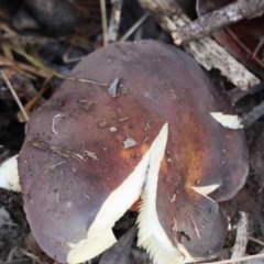 Russula sp. (genus) at QPRC LGA - 27 May 2024