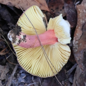 Russula sp. (genus) at QPRC LGA - suppressed