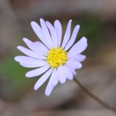 Brachyscome rigidula (Hairy Cut-leaf Daisy) at Mongarlowe River - 27 May 2024 by LisaH