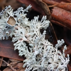 Unidentified Lichen, Moss or other Bryophyte at Mongarlowe, NSW - 27 May 2024 by LisaH