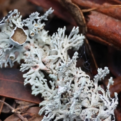 Unidentified Lichen, Moss or other Bryophyte at Mongarlowe River - 27 May 2024 by LisaH