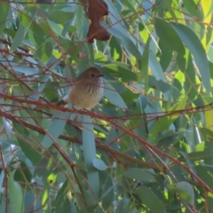 Acanthiza pusilla at Karabar, NSW - 27 May 2024 by RodDeb