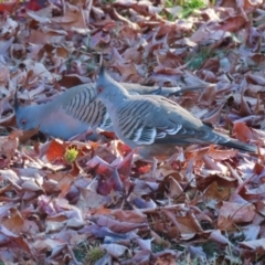 Ocyphaps lophotes (Crested Pigeon) at Karabar, NSW - 27 May 2024 by RodDeb