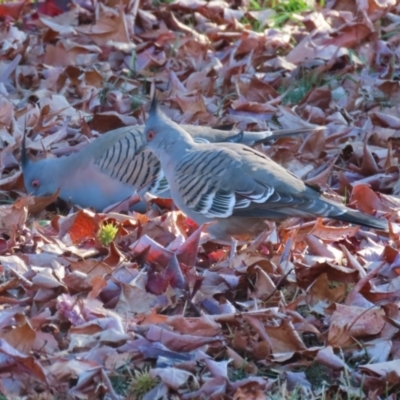 Ocyphaps lophotes (Crested Pigeon) at Karabar, NSW - 27 May 2024 by RodDeb