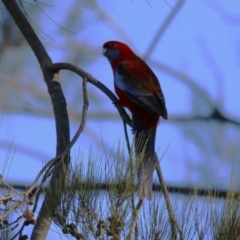 Platycercus elegans at Karabar, NSW - 27 May 2024 by RodDeb