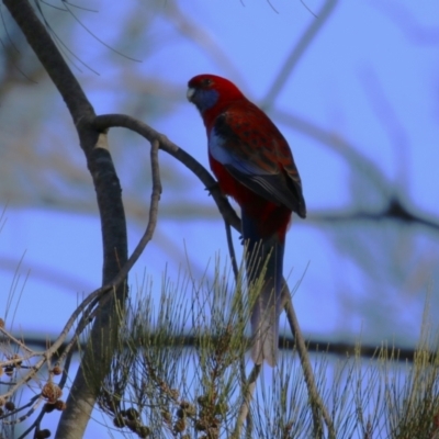 Platycercus elegans (Crimson Rosella) at Karabar, NSW - 27 May 2024 by RodDeb