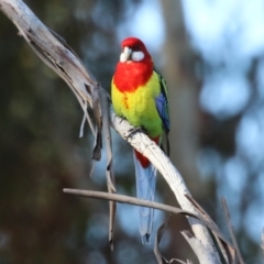 Platycercus eximius (Eastern Rosella) at Karabar, NSW - 27 May 2024 by RodDeb