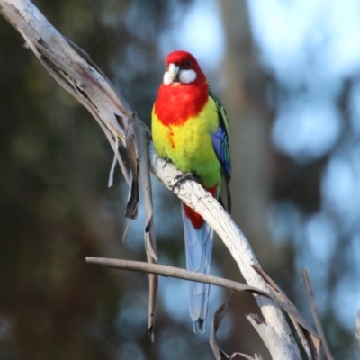 Platycercus eximius (Eastern Rosella) at BAR200: Doyle Reserve N - 27 May 2024 by RodDeb