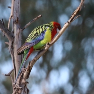 Platycercus eximius at BAR200: Doyle Reserve N - 27 May 2024 01:30 PM