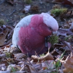 Eolophus roseicapilla at Karabar, NSW - 27 May 2024 by RodDeb