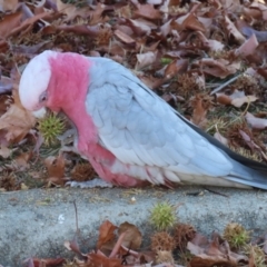 Eolophus roseicapilla at QPRC LGA - 27 May 2024