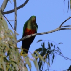Alisterus scapularis (Australian King-Parrot) at QPRC LGA - 27 May 2024 by RodDeb