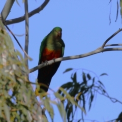 Alisterus scapularis at QPRC LGA - 27 May 2024 by RodDeb